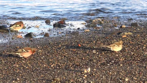 Chaffinch bird stands among beach pebbles near shoreline water - Drinking Bird Stock Footage 339338844