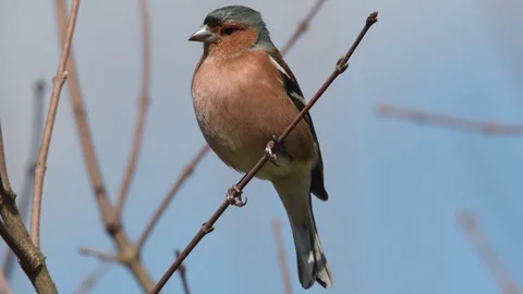 Chaffinch on branch, florence, tuscany Stock Footage