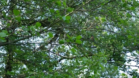 Chaffinch on a branch. Video stock 116711867