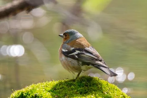 Chaffinch on a branch Stock Photos