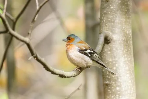 Chaffinch on a branch Stock Photos
