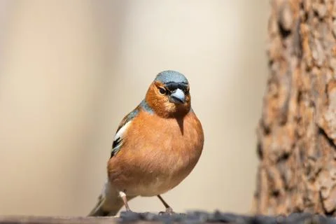Chaffinch on a branch Stock Photos