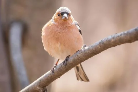 Chaffinch on a branch Stock Photos