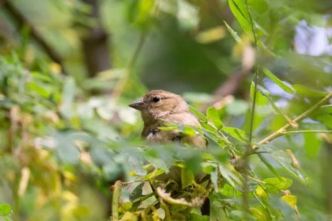 Chaffinch on a branch Stock Photos