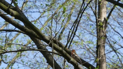 The chaffinch on a branch sings. Video stock 116792579
