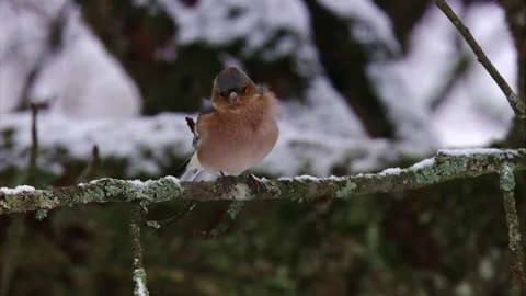 Chaffinch on branch with wind ruffling feathers Stock Footage 320053888