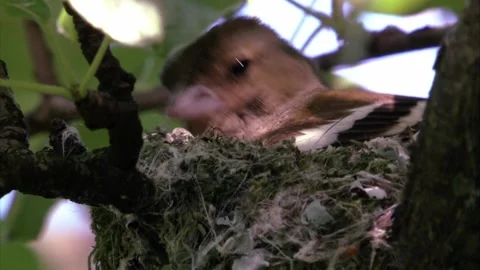 Chaffinch building a nest Stock Footage 205518902