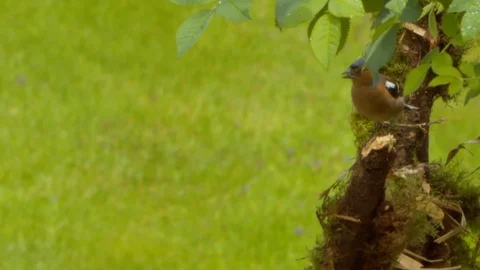 Chaffinch climbing branch Stock Footage 114084339
