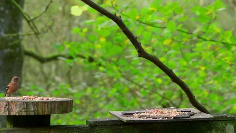 CHAFFINCH COAL TIT MARSH FORGE VALLEY EAST AYTON Stock Footage 70716437