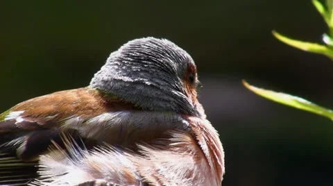 Chaffinch colorful bird close up Vídeos de archivo 40863100
