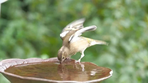 Chaffinch drinking from bird bath Stock Footage 116605979