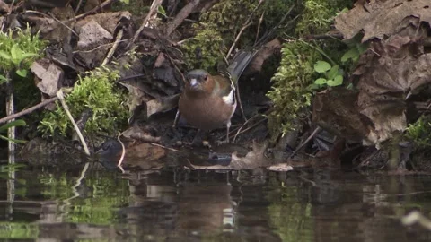 Chaffinch drinks on the bank of a stream and is reflected in it Stock Footage 263208863