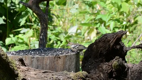 Chaffinch on the feeder. Stock Footage 76360850