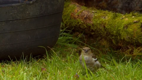 Chaffinch Female resting on grass while she eats seeds Stock Footage 114140913
