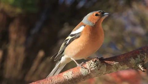 Chaffinch Video stock 5701039