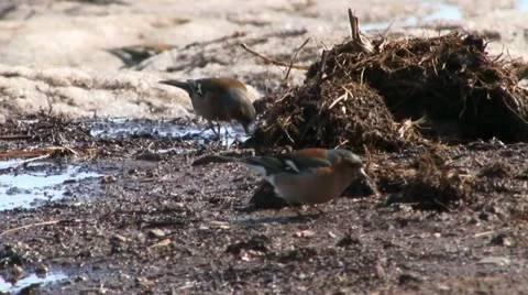 Chaffinch Stock Footage 18184094