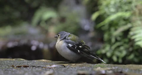Chaffinch at a forest waterfall, 4K slomo Stock Footage 249767060