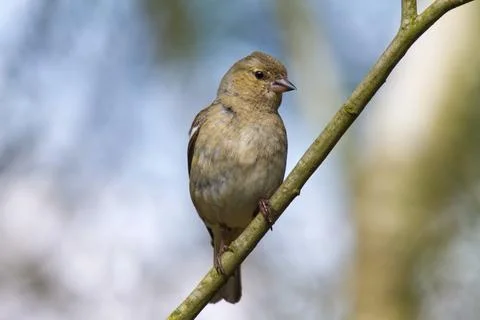 Chaffinch in front of a beautiful background Stock Photos