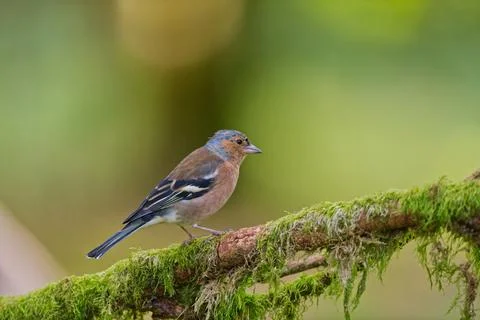 Chaffinch green background Stock Photos