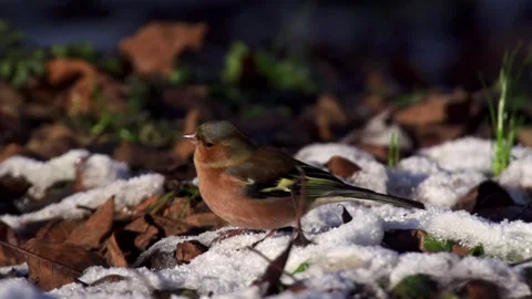 Chaffinch on ground between snow and fallen leaves in sunlight  Stock Footage 320053877