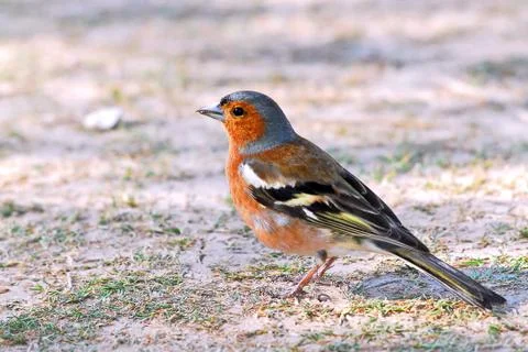 Chaffinch on the ground Stock Photos