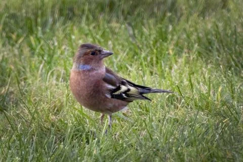 Chaffinch in the long grass Foto stock