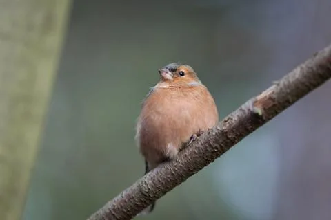 Chaffinch looking Foto stock