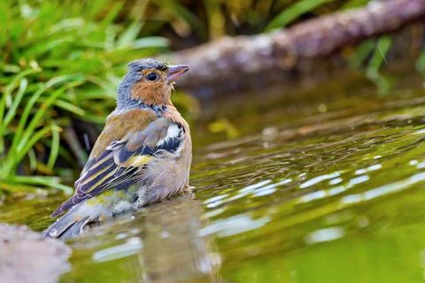 Chaffinch, Mediterranean Forest, Spain Stock Photos
