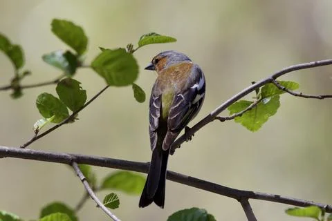 Chaffinch in a natural frame Stock Photos