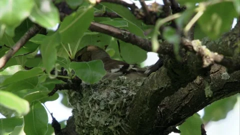 Chaffinch on a nest Stock Footage 205518984