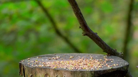 CHAFFINCH NUTHATCH MARSH FORGE VALLEY EAST AYTON Stock Footage 83637198