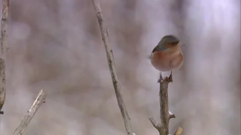 Chaffinch perched on branch in winter Stock Footage 320053744