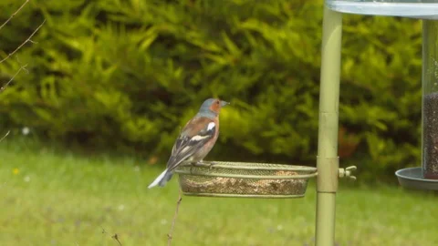 Chaffinch perched on seed tray Stock Footage 114087901