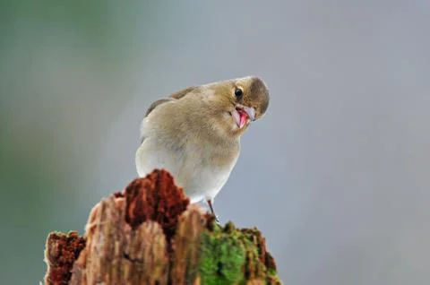 Chaffinch Stock Photos