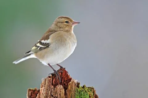 Chaffinch Foto stock