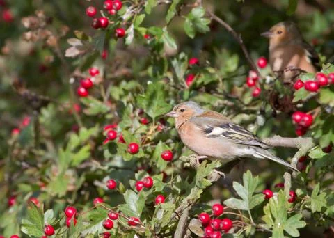 Chaffinch Stock Photos