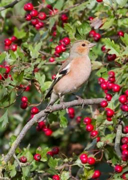 Chaffinch Stock Photos