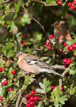 Chaffinch Stock Photos