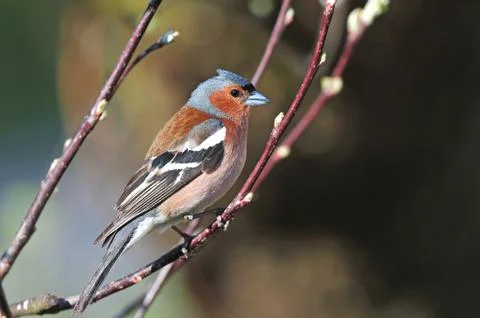 Chaffinch Stock Photos