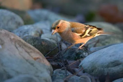 Chaffinch Photos