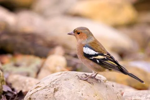 Chaffinch Stock Photos