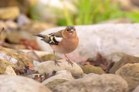 Chaffinch Fotos Stock