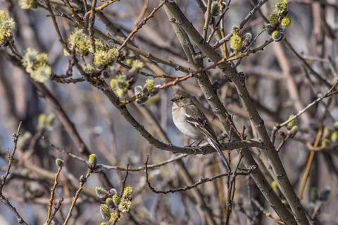 Chaffinch 스톡 사진