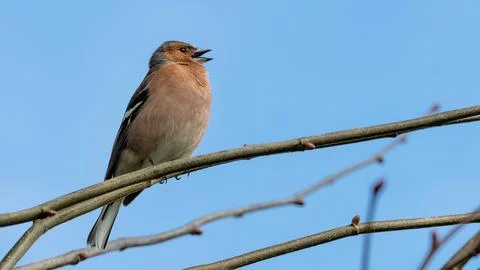 Chaffinch Stock Photos