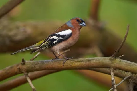Chaffinch is preparing to sing the spring song in the breeding season. Stock Photos