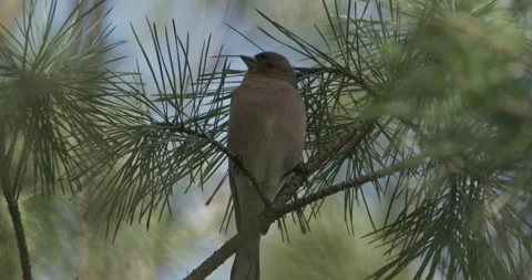 Chaffinch resting among pine needles in early spring forest Stock Footage 341159524