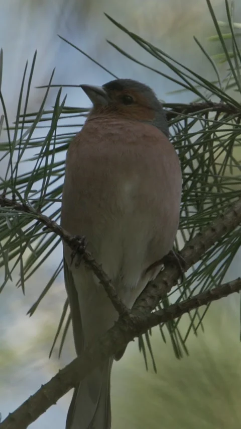 Chaffinch resting among pine needles in early spring forest Stock Footage 341366231