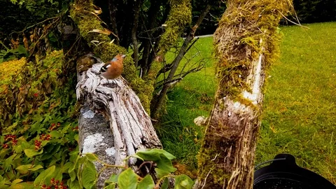Chaffinch resting on log with Greenfinch Stock Footage 113899499