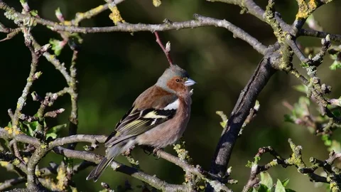 Chaffinch sing from the apple tree, spring Stock Footage 116168235
