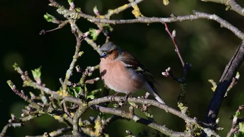 Chaffinch sing from the apple tree, spring Stock Footage 116168359